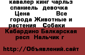  кавалер кинг чарльз спаниель -девочка › Цена ­ 45 000 - Все города Животные и растения » Собаки   . Кабардино-Балкарская респ.,Нальчик г.